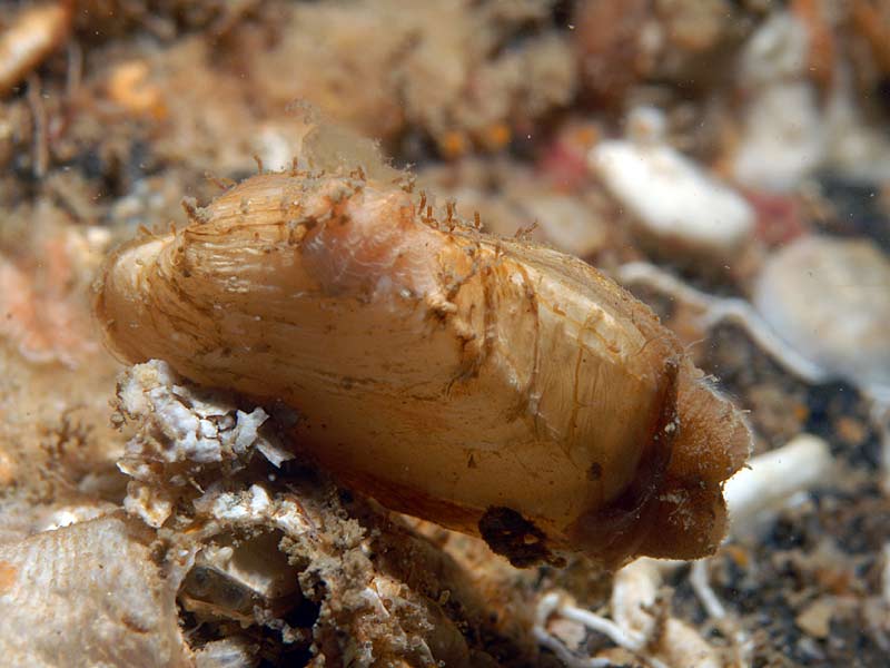 Hiatella arctica